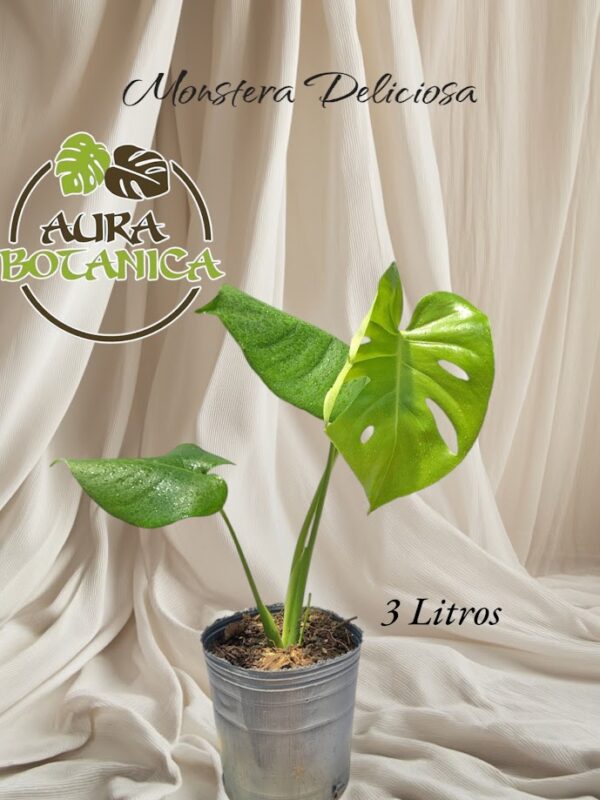 Monstera Deliciosa en maceta. aura botanica