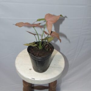 Singonio Syngonium Pink Perfection white background. Aura Botanica