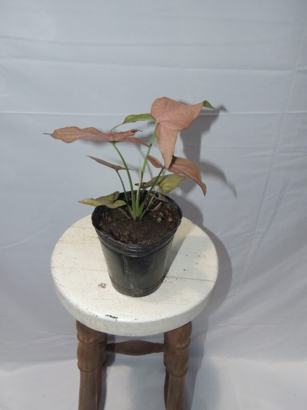 Singonio Syngonium Pink Perfection white background. Aura Botanica