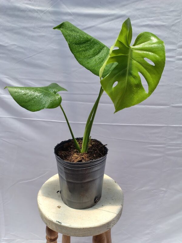 Monstera Deliciosa en maceta. aura botanica