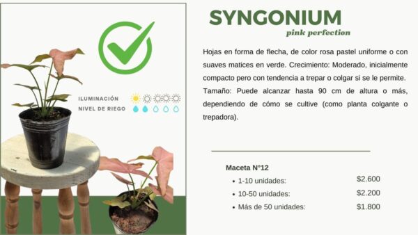 Singonio Syngonium Pink Perfection white background. Aura Botanica