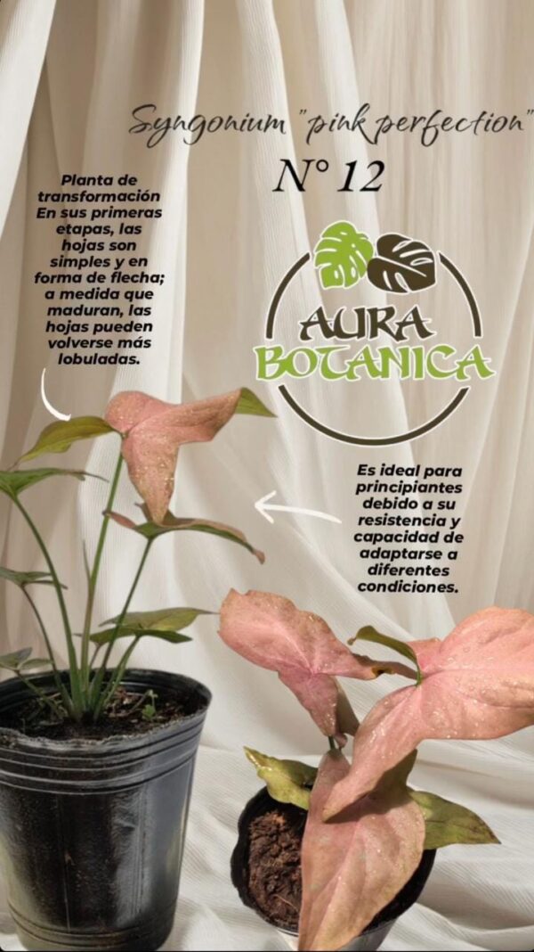 Singonio Syngonium Pink Perfection white background. Aura Botanica