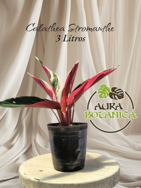 CALATHEA STROMANTHE EN MACETA AURA BOTANICA