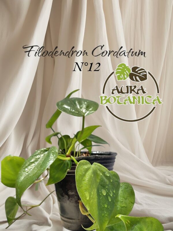 PHILODENDRON CORDATUM VERDE SOBRE MACETA AURA BOTANICA