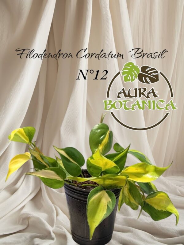 PHILODENDRON CORDATUM BRASIL SOBRE MACETA AURA BOTANICA