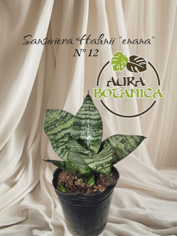 SANSIVERA ENANA HAHNII AURA BOTANICA
