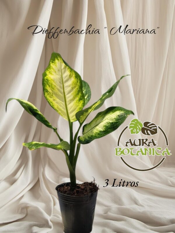DIEFFENBACHIA MARIANA EN MACETA AURA BOTANICA