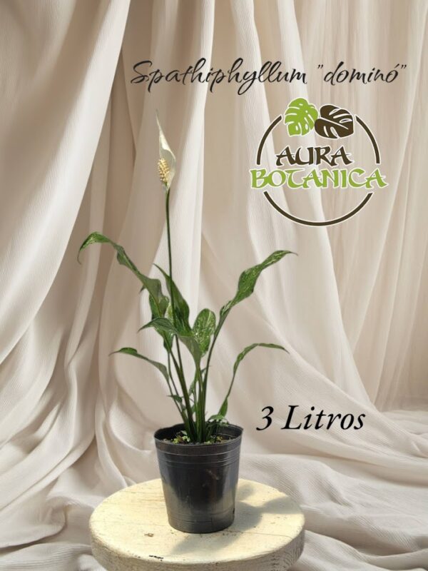 CALATHEA SPATHIPHYLLUM EN MACETA AURA BOTANICA