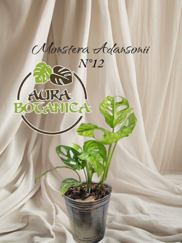 MONSTERA ADANSONII, AURA BOTANICA