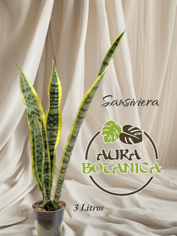 SANSIVIERA SOBRE MACETA AURA BOTANICA