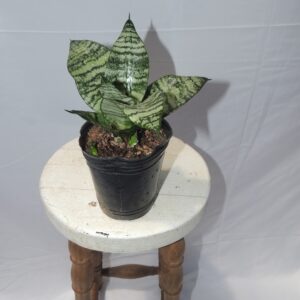 SANSIVERA ENANA HAHNII AURA BOTANICA