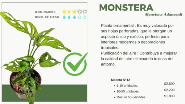 Monstera adansonii - Imagen 2