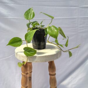 PHILODENDRON CORDATUM VERDE SOBRE MACETA AURA BOTANICA