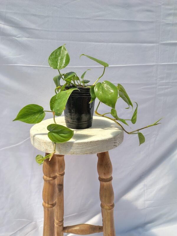 PHILODENDRON CORDATUM VERDE SOBRE MACETA AURA BOTANICA