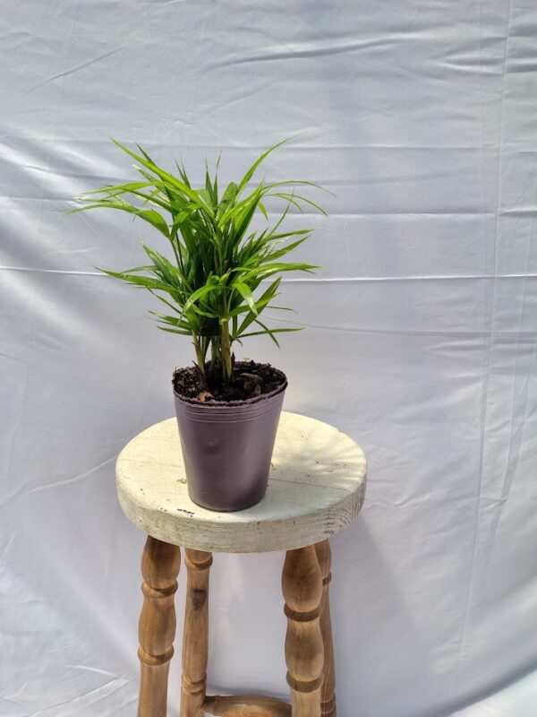 PALMERA PALMITOS EUTERPE EDULIS EN MACETA AURA BOTANICA