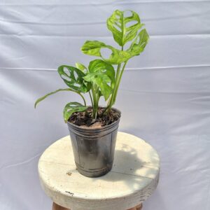 MONSTERA ADANSONII, AURA BOTANICA