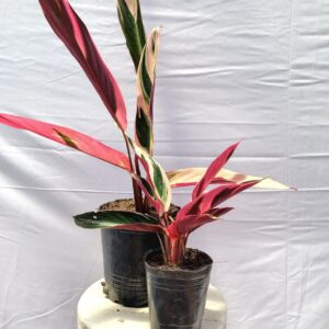 CALATHEA STROMANTHE EN MACETA AURA BOTANICA