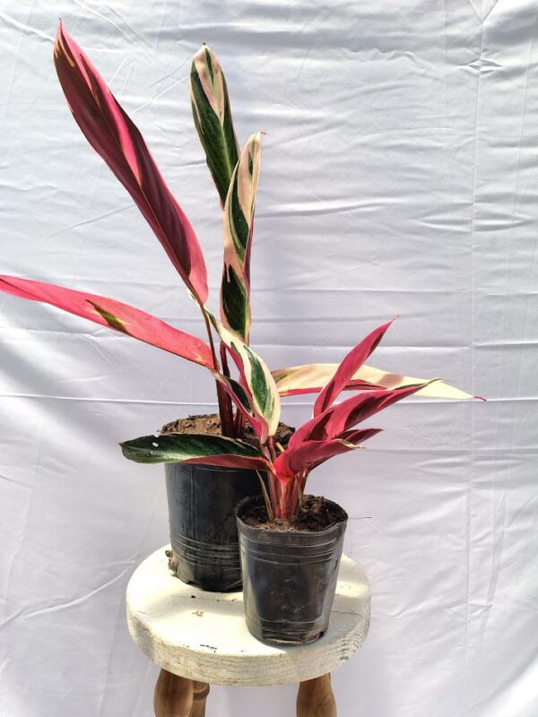 CALATHEA STROMANTHE EN MACETA AURA BOTANICA