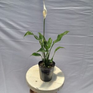 CALATHEA SPATHIPHYLLUM EN MACETA AURA BOTANICA