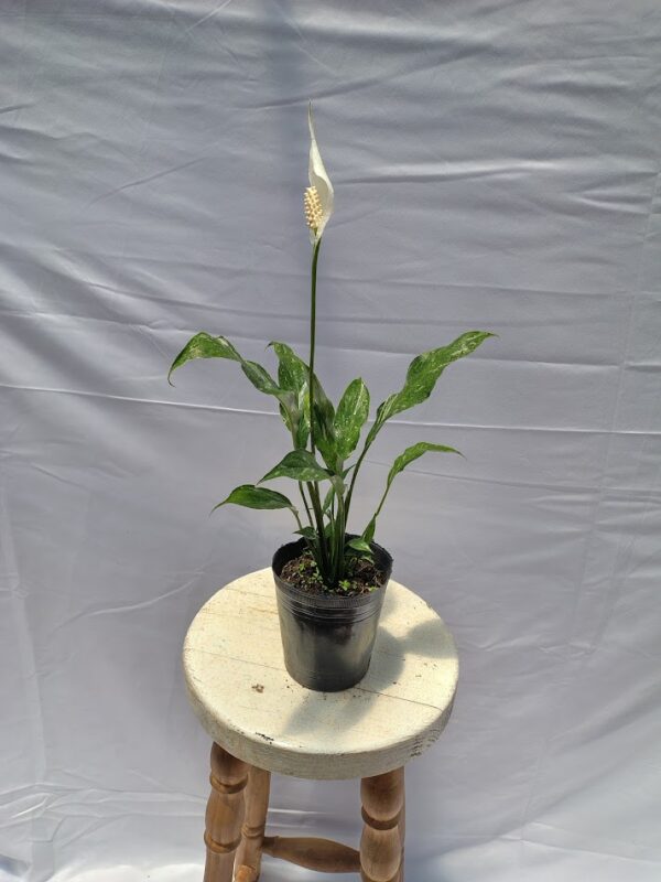 CALATHEA SPATHIPHYLLUM EN MACETA AURA BOTANICA
