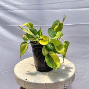 PHILODENDRON CORDATUM BRASIL SOBRE MACETA AURA BOTANICA