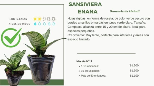 INFORMACION SANSIVERA ENANA HAHNII AURA BOTANICA