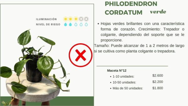 INFORMACION PHILODENDRON CORDATUM VERDE SOBRE MACETA AURA BOTANICA