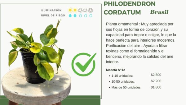 INFORMACION PHILODENDRON CORDATUM BRASIL SOBRE MACETA AURA BOTANICA