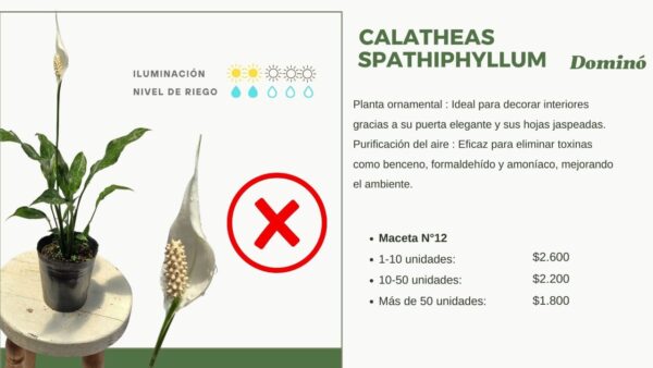 INFORMACION CALATHEA SPATHIPHYLLUM EN MACETA AURA BOTANICA