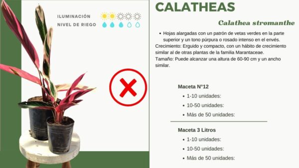 INFORMACION CALATHEA STROMANTHE EN MACETA AURA BOTANICA