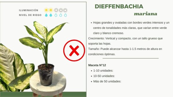 INFORMACION DIEFFENBACHIA MARIANA AURA BOTANICA